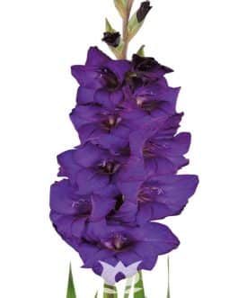 Bulbo de Purple Flora, Lila Intenso