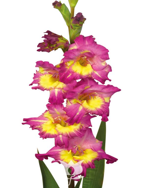 ᐅ Bulbo de Far West, Lila fuerte fondo Amarillo 🌾 Huertos Alma ☘️