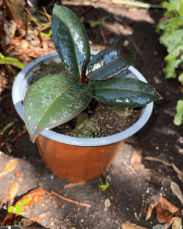 Gomero – Ficus Burgundy