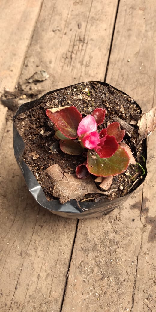 ᐅ Almácigo de Begonia Porcelana 🌾 Huertos Alma ☘️