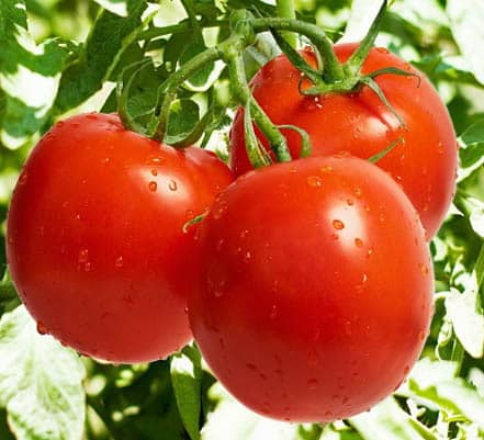 Semillas de Tomate indeterminado Agora F-1 Lata de 50 Grs