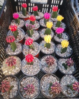 Cactus de Colores Injertados