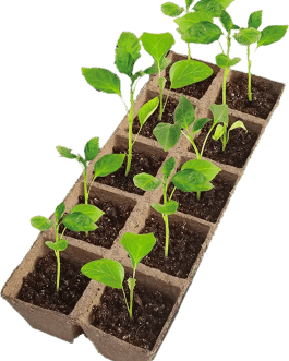 Sustratos de Cultivo 🌾 Huertos Alma