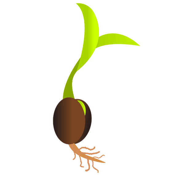 Etapas comprendidas en el proceso de germinación de las semillas