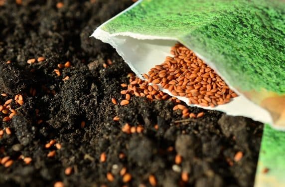Exelente Pureza física y germinación de semillas