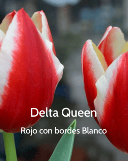 Bulbo de Tulipán Delta Queen Rojo con bordes Blanco