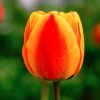 Bulbo de Tulipán Denmark Rojo con Amarillo