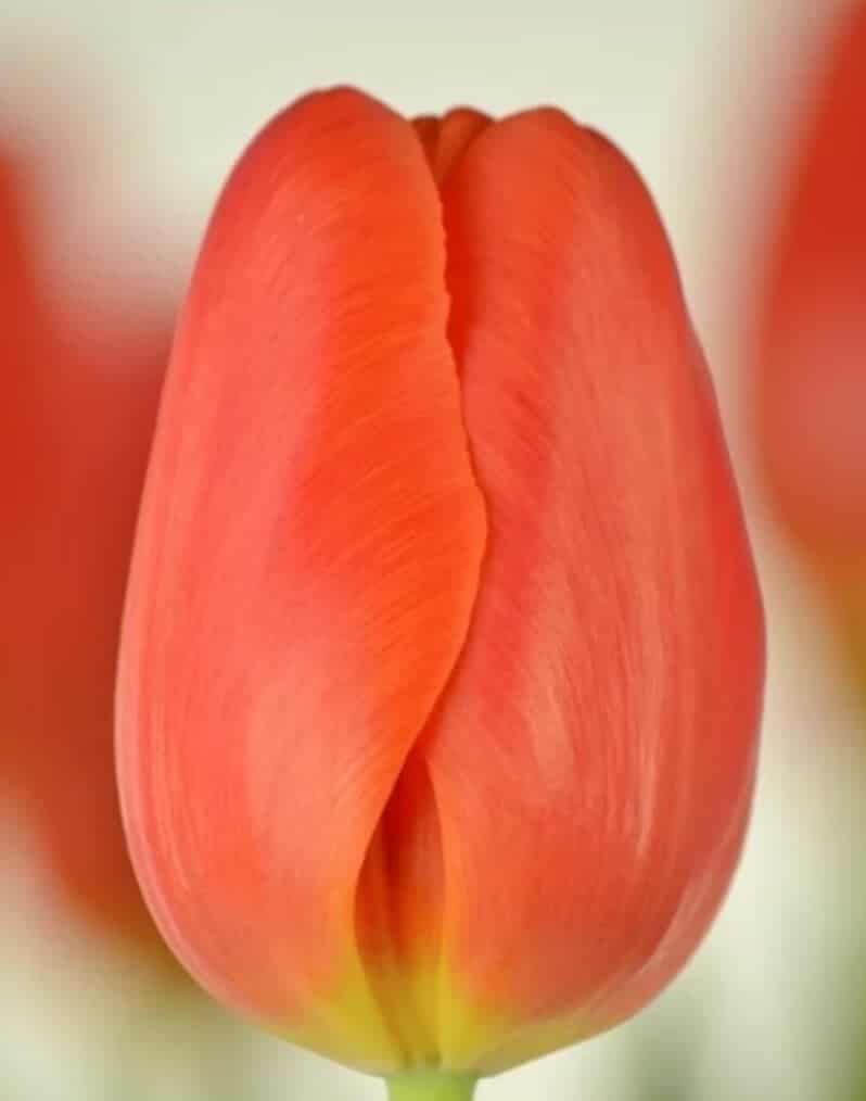 Bulbo de Tulipán Orange Juice