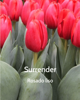 Bulbo de Tulipán Surrender Rosado Liso