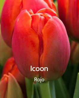 Bulbo de Tulipán Icoon Rojo