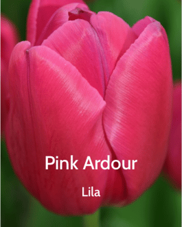 Bulbo de Tulipán Pink Ardour Lila