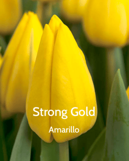 Bulbo de Tulipán Strong Gold Amarillo
